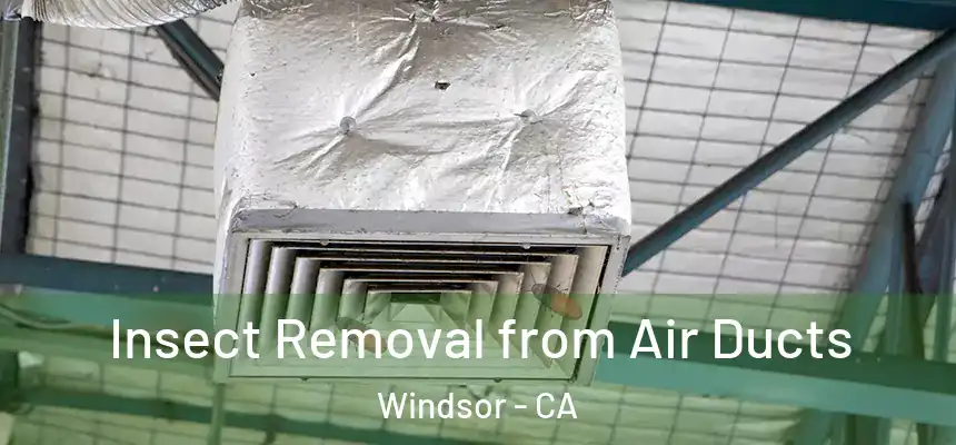 Insect Removal from Air Ducts Windsor - CA